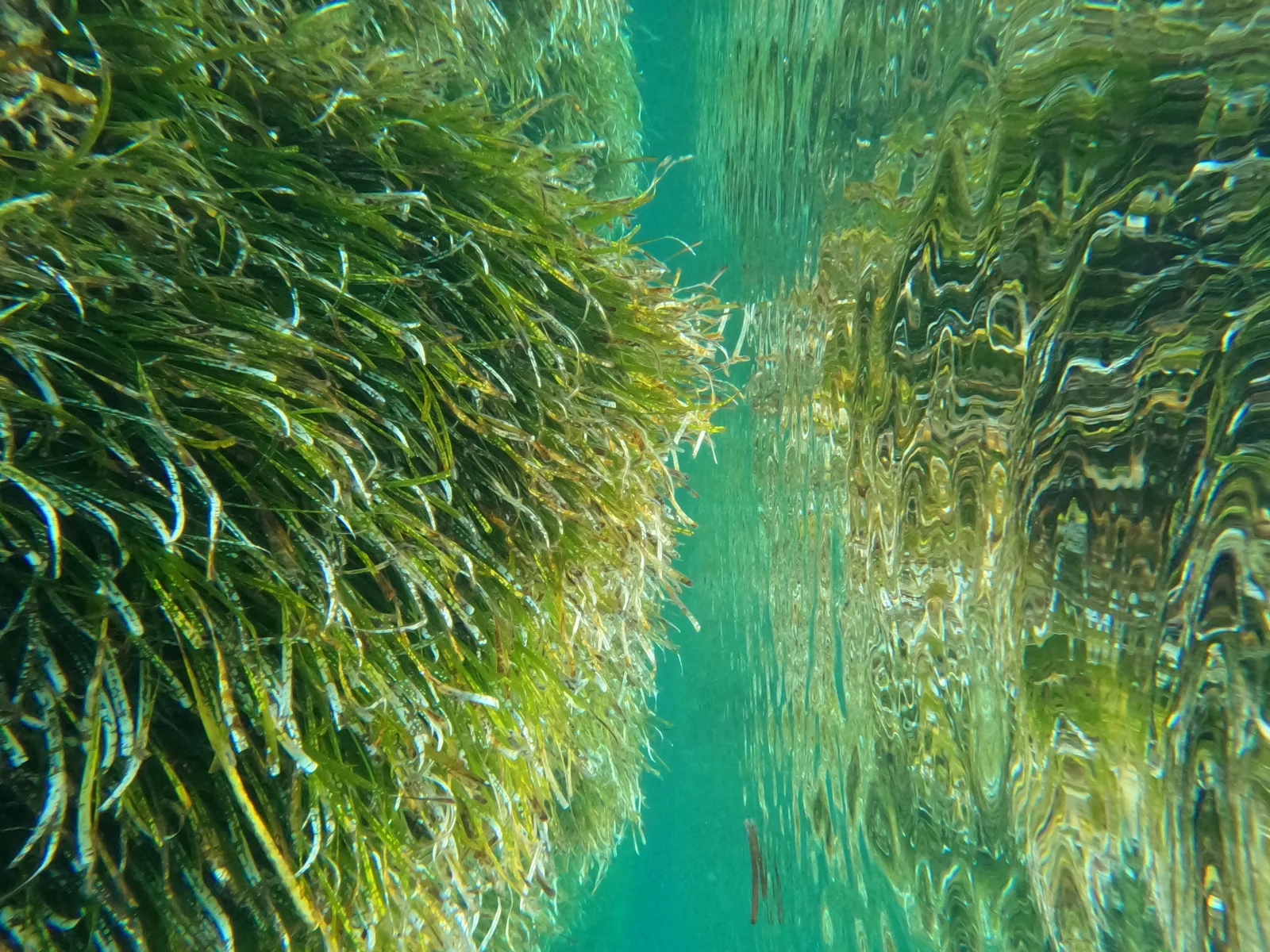 Fotografía submarina
